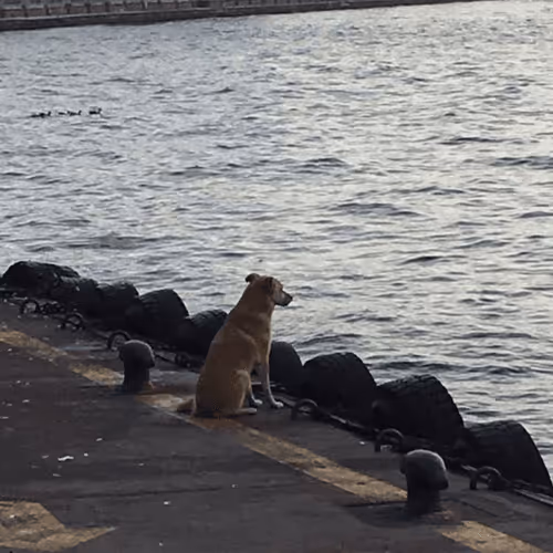 Untitled Collection #84638532