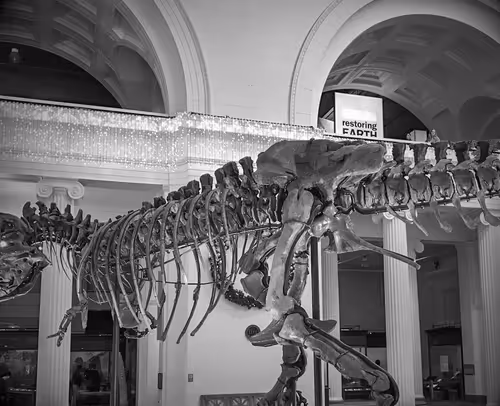 Item #99900617224639477299163599069671603724831420251868583715018934625601696301057 Media