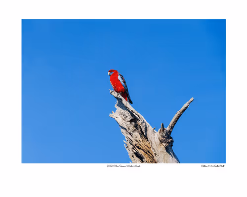 Item #24600310660482288606297797528155087939323639147399647196853483640240771956737 Media