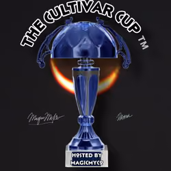 EclipseMyco Cup