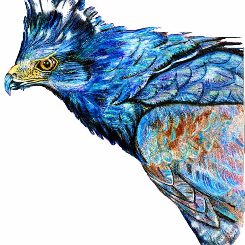 Hawk(og)