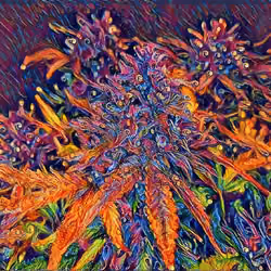 COLOURFUL PLANTS NFT