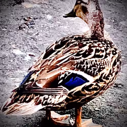 Duck #01