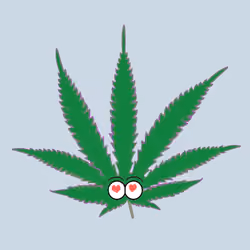 Purple Haze Strain 2