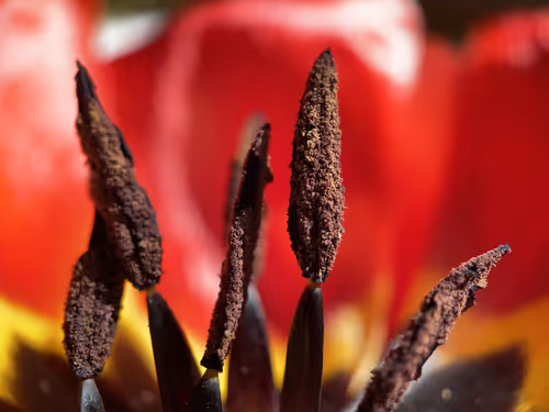 Item #101798116254510798330486236990451841615541533753866395116378150704808135229441 Media