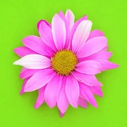 Psychadelic Flower