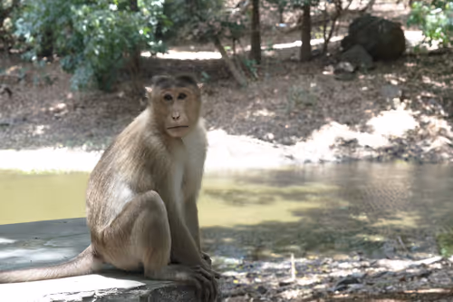 Item #55693129802033309133993648362875030552322956693763483075154188349088905297921 Media