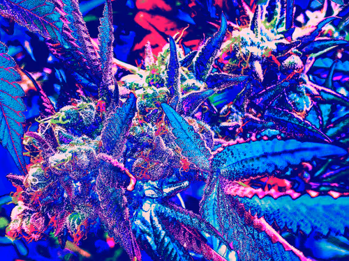 Item #83970981387443879143921485150900069530799783516997234463864977547981448282113 Media