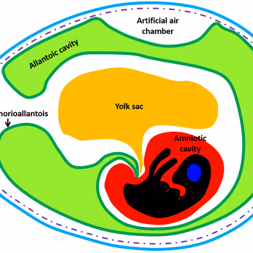 s63_Tatsu Collection