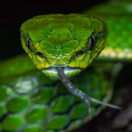 LILLIPUT - The World Of Small