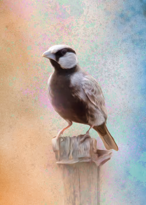 Item #20879904977050231781978559907445915739532146362246903749837269843539635732481 Media