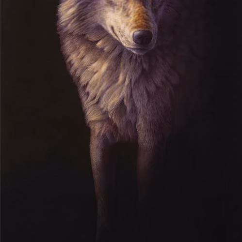 Shadow Wolf