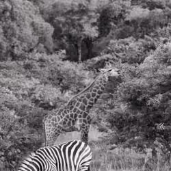 Africas Wild Pleasures #14