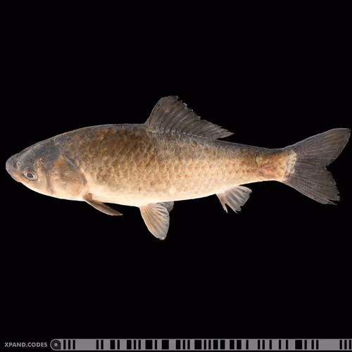 Item #58963443345665771353505984304139328775102797162935968682550101739634818023425 Media