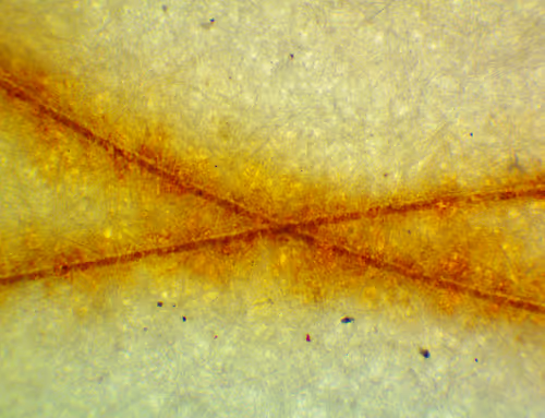 Item #71646257518770613568983710813551014237803002136866425209291834331958307979265 Media