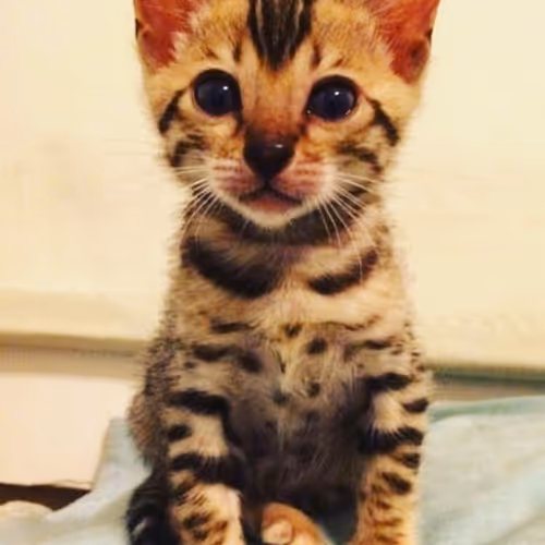 BobbyDollaz Collection