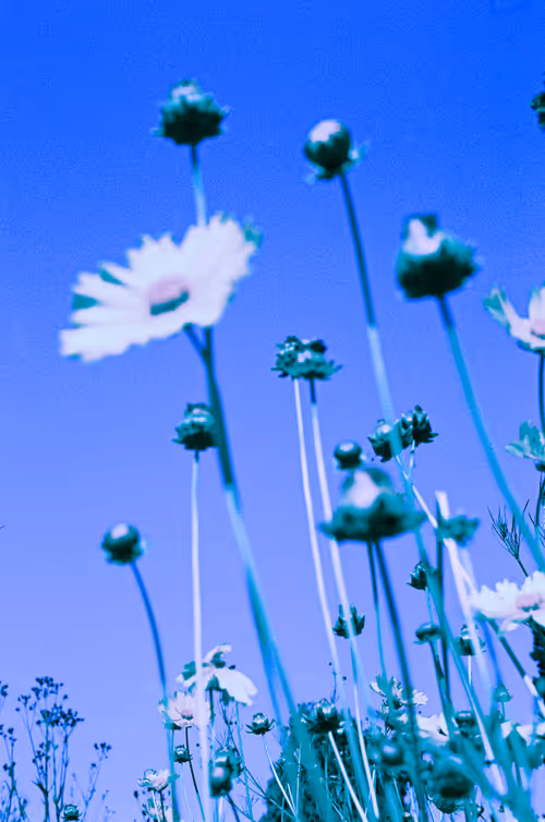 Item #6543125285758794139519418366552479585360659536622126303737985648899429236737 Media