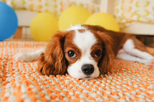 Item #52268251609148313723694636350380869011371331496130941392669191356418357198849 Media