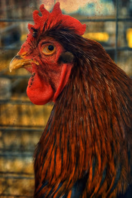 Item #57454491023137916107007493201948815472587961712729591816545853685084423454721 Media