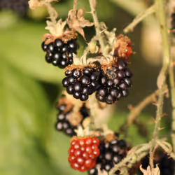 51124555051901614330264480006545612592022390906904121289505624515129724895233