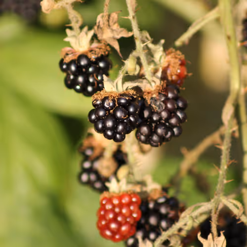 51124555051901614330264480006545612592022390906904121289505624515129724895233