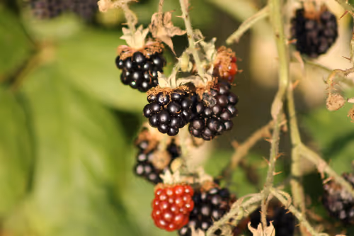 Item #51124555051901614330264480006545612592022390906904121289505624515129724895233 Media