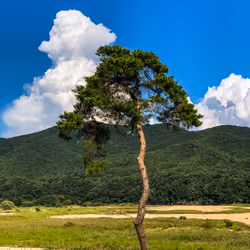 Andong's pineTree