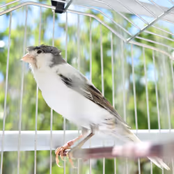 29357035740362283304193054454536633820304787893462387818966021845993299902465