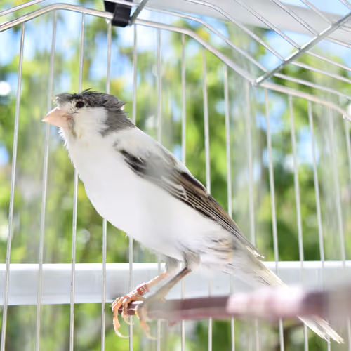 29357035740362283304193054454536633820304787893462387818966021845993299902465