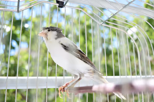 Item #29357035740362283304193054454536633820304787893462387818966021845993299902465 Media