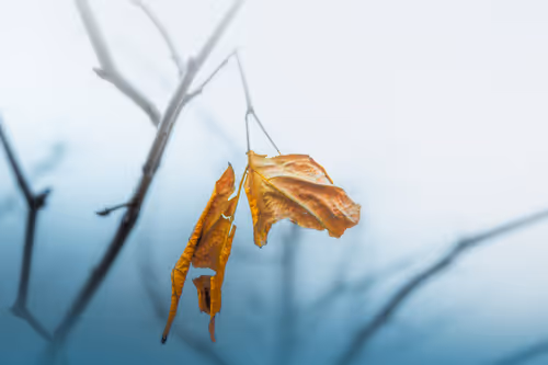 Item #100125324817140700473098673733568876555088890877521994710768706072702770741249 Media