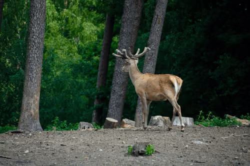 ForestFallowDeer