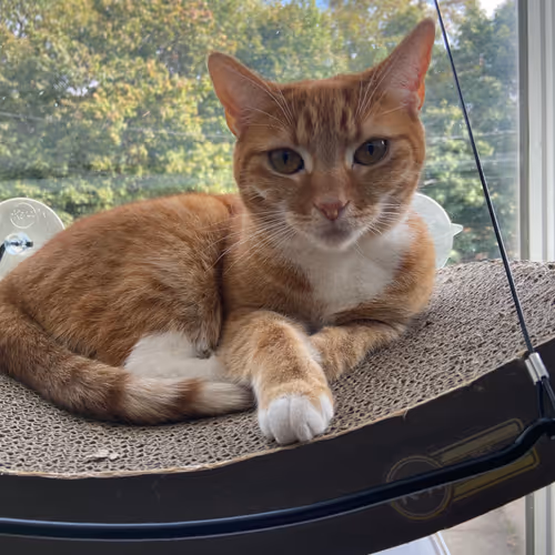 28057322765455860027473511139593759815550075525393811223571900651121231790081