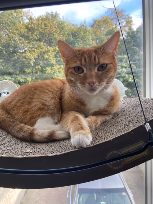 Item #28057322765455860027473511139593759815550075525393811223571900651121231790081 Media