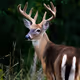 37324491626196368717406930290432120037735137198545830465109752505787909931009
