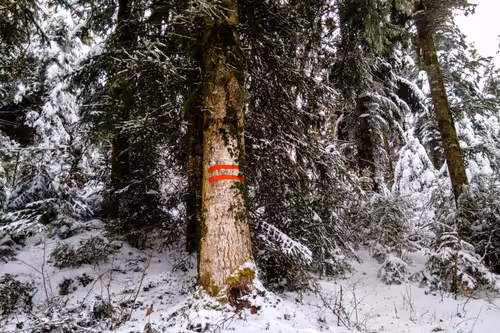 Item #88837150709499798352031986971363165703044907958800399059978422570990784479233 Media