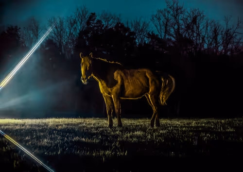 Item #20320409577353525733027990277588759518385479256488519863146356742729777545217 Media