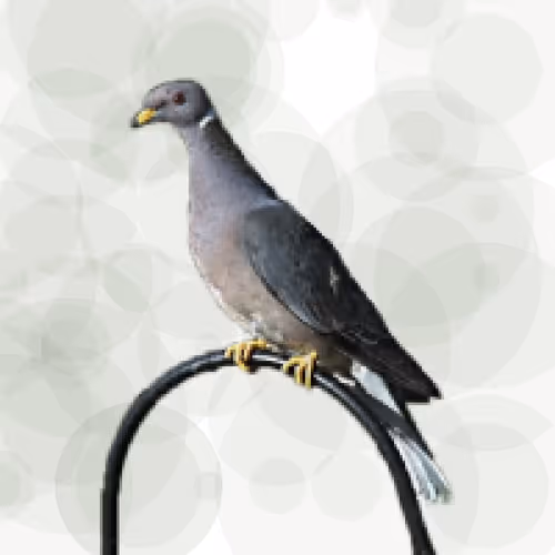 Item #44224140947385297080294490486331546758837636797201957936873602894446051983361 Media