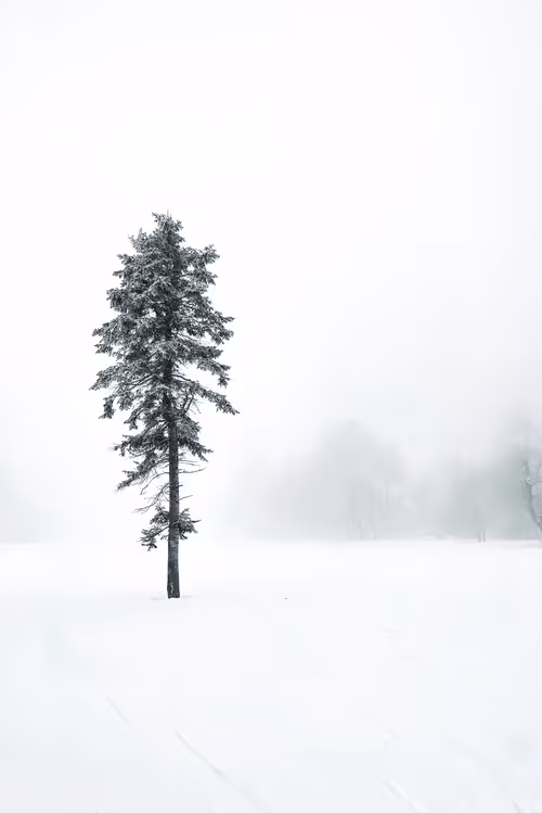 Item #81061823139377468995394777221988420303627370164908429788132638562104251514881 Media