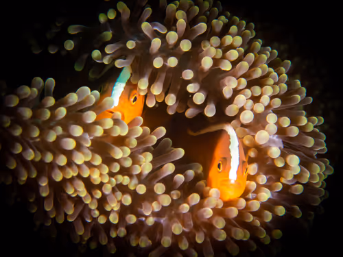 Item #85312989022681003031412442344927138418005148056611156667378218217521410998273 Media