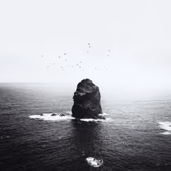 Seatower Birds