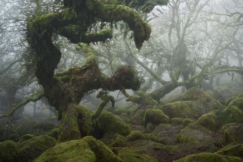 Item #72639390708267126639436568569652760193401123475841185469851730208175259910145 Media