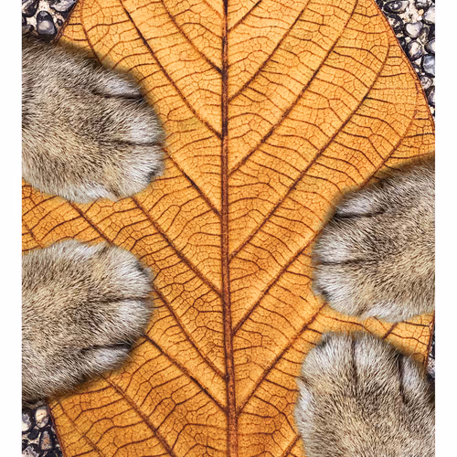 Ithinkyoushouldpaws