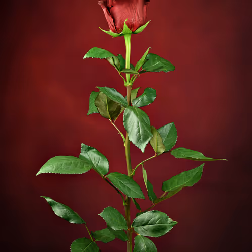 Elegant Red Rose.