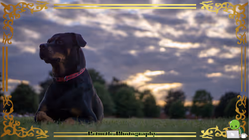 Item #63688176006920298669738405398310368792609774011425620877012057997849634275329 Media