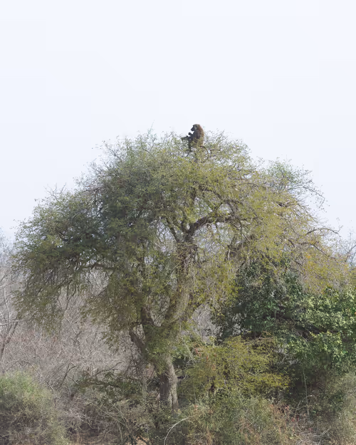 Item #58809729658004785625766705762406371743224030707088339904419797671514669580289 Media