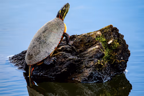 Item #65005550122160462889740082958468819967714631307333483329762727725735287455745 Media