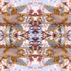Tistra - kaleidoscope - 4 fairies 2003