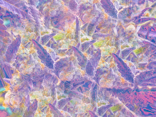 Item #83970981387443879143921485150900069530799783516997234463864977541384378515457 Media