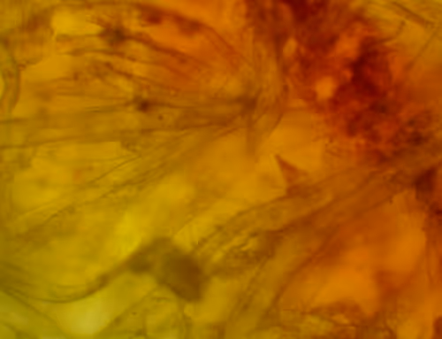 Item #71646257518770613568983710813551014237803002136866425209291834378137796345857 Media